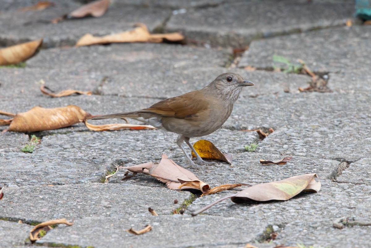 Pale-breasted Thrush - ML643005180
