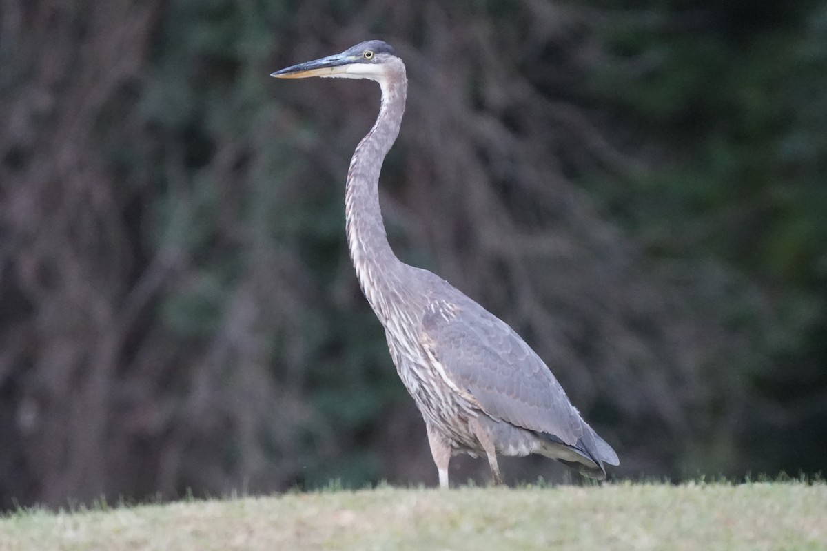 Great Blue Heron - ML643005188