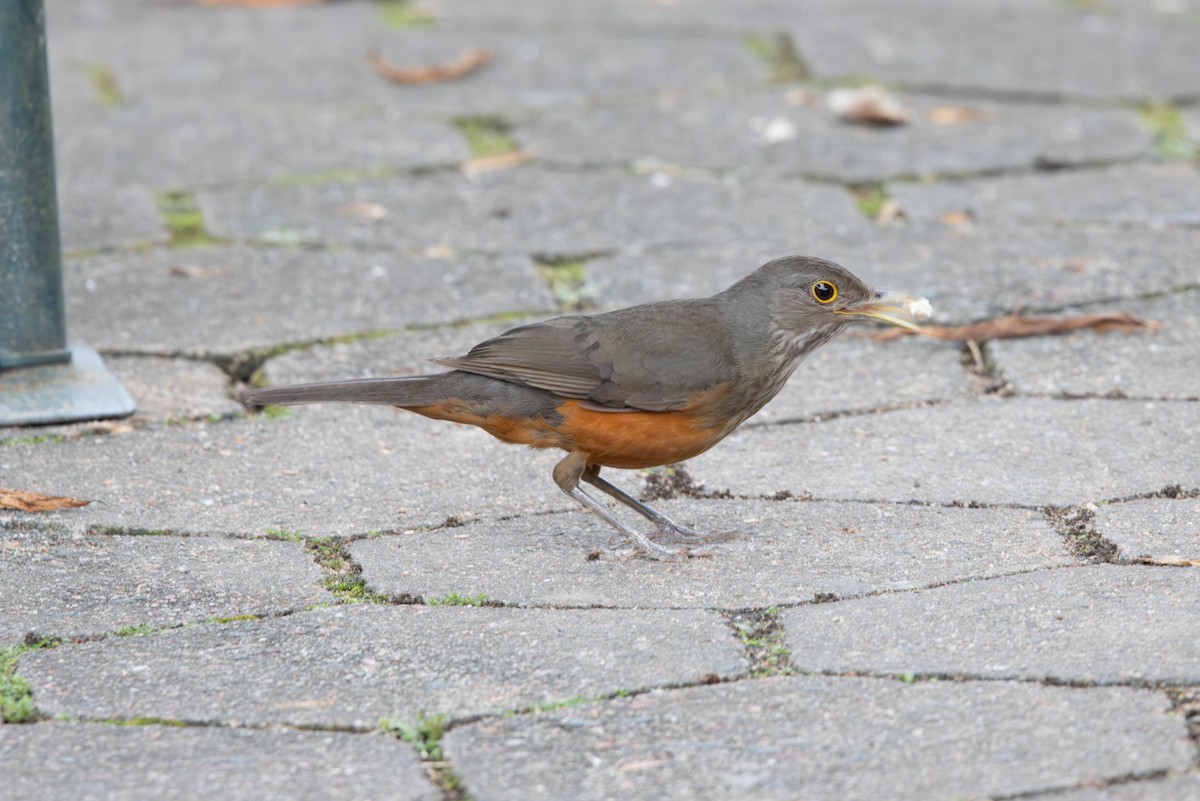 Rufous-bellied Thrush - ML643005189