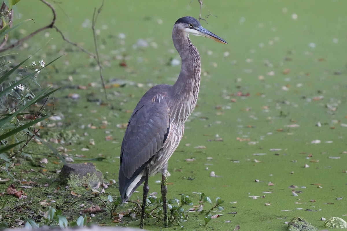 Great Blue Heron - ML643005190