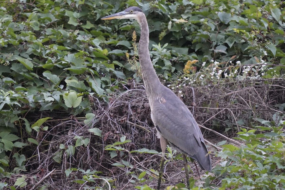 Great Blue Heron - ML643005191