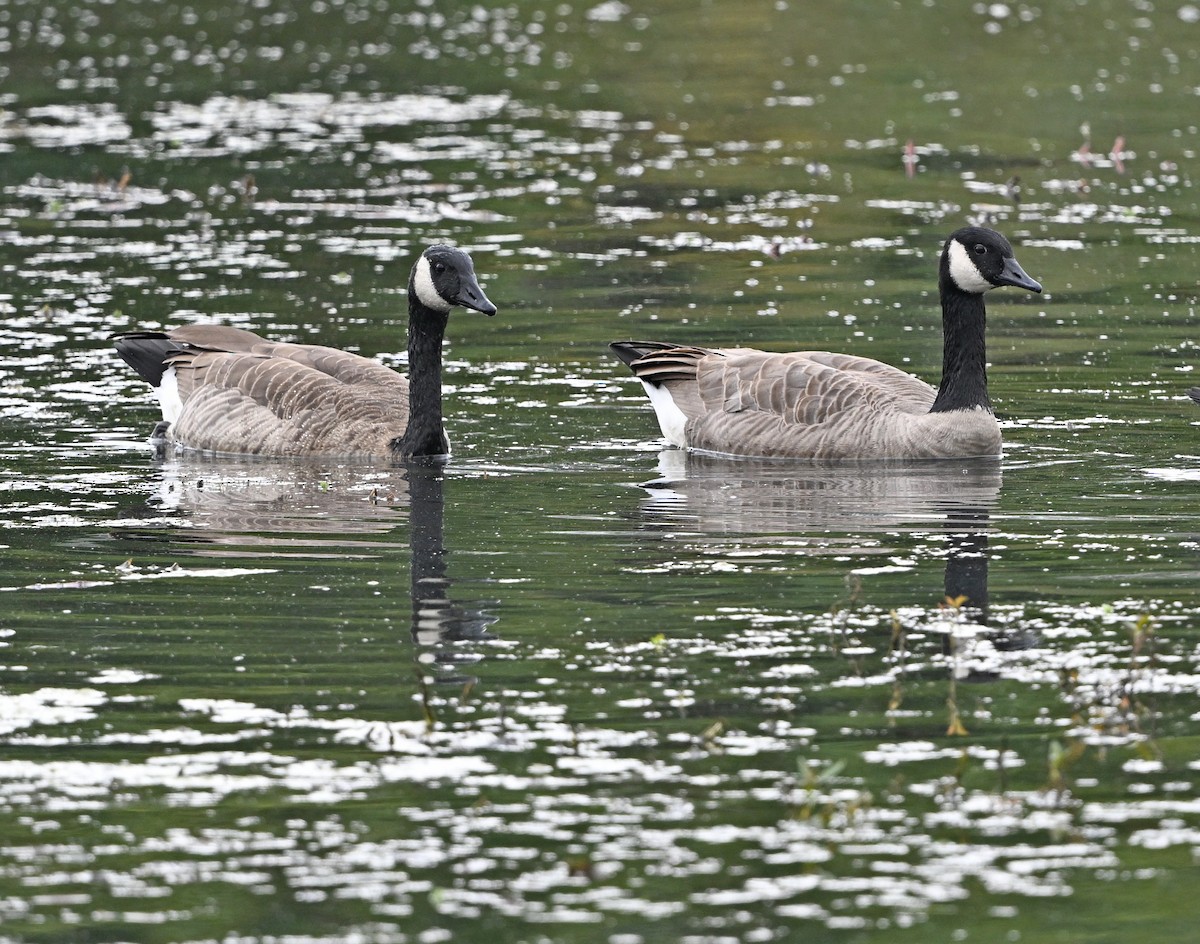 Canada Goose - ML643005202