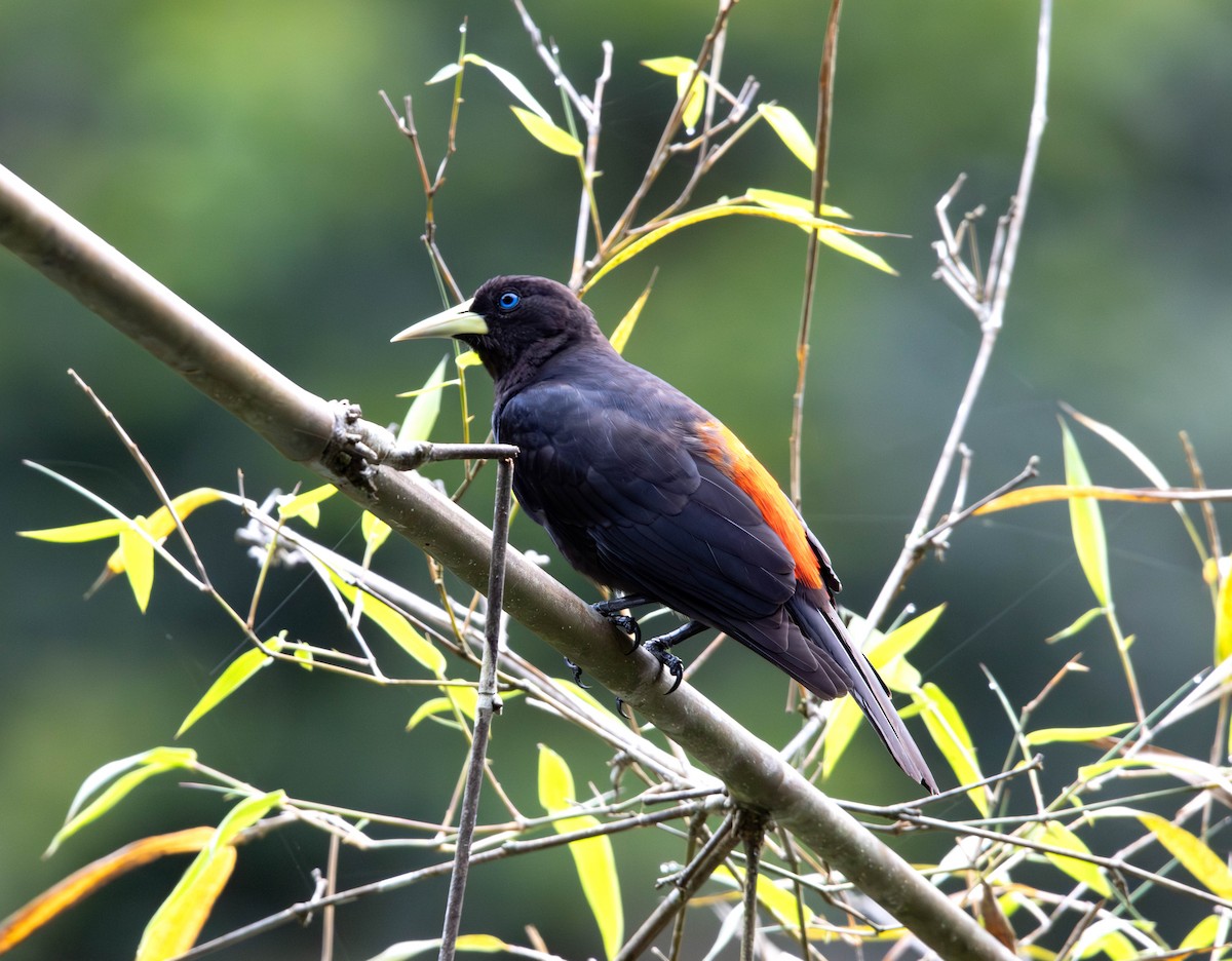 Red-rumped Cacique - ML643005205