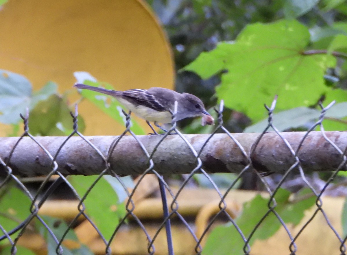 Pale-edged Flycatcher - ML643005211