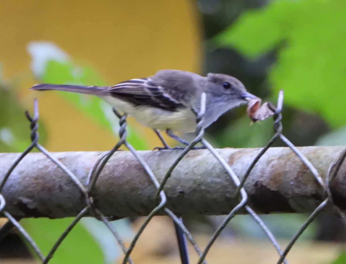 Pale-edged Flycatcher - ML643005212