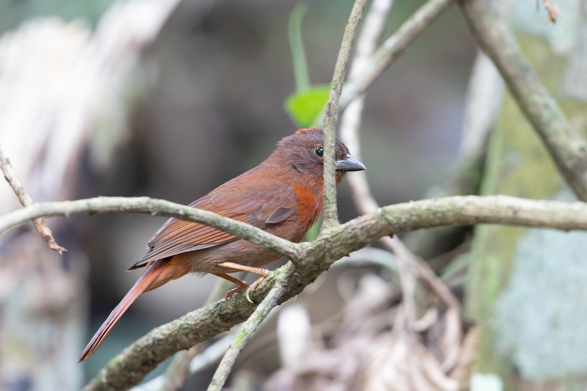 Red-crowned Ant-Tanager - ML643005214