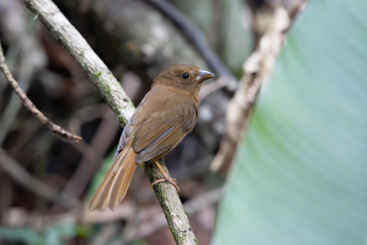 Red-crowned Ant-Tanager - ML643005215