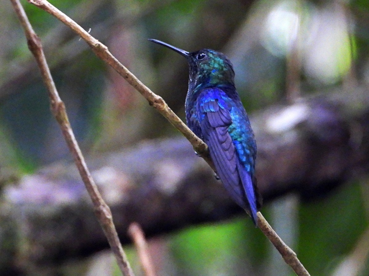 Violettkronennymphe - ML643005218