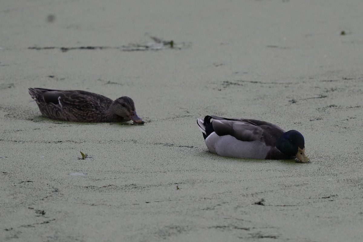 Mallard - ML643005222