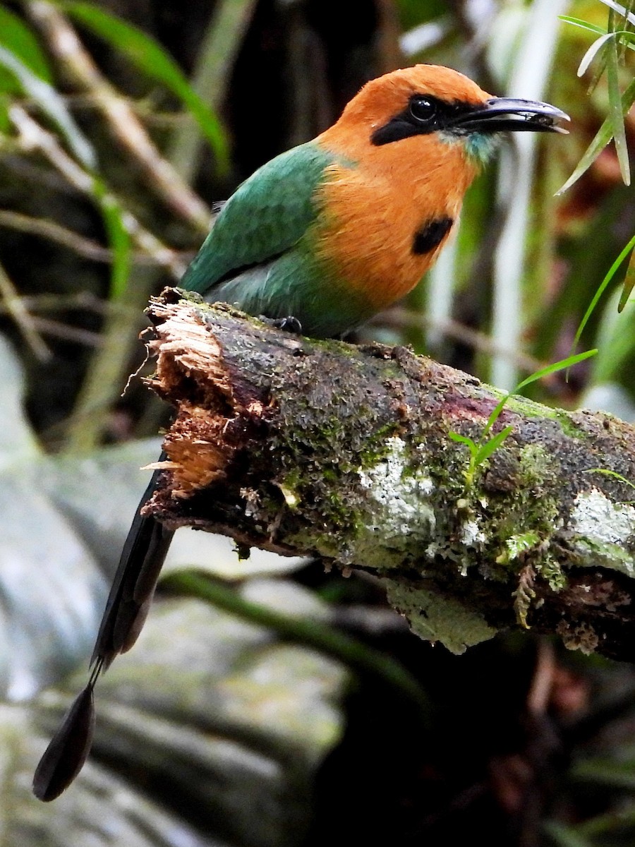 Plattschnabelmotmot - ML643005226