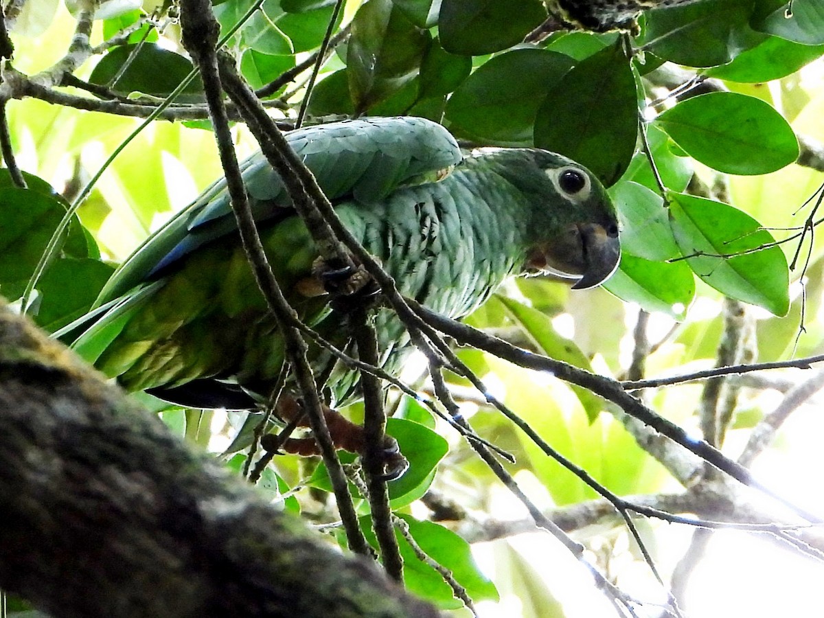 Mealy Amazon - ML643005229
