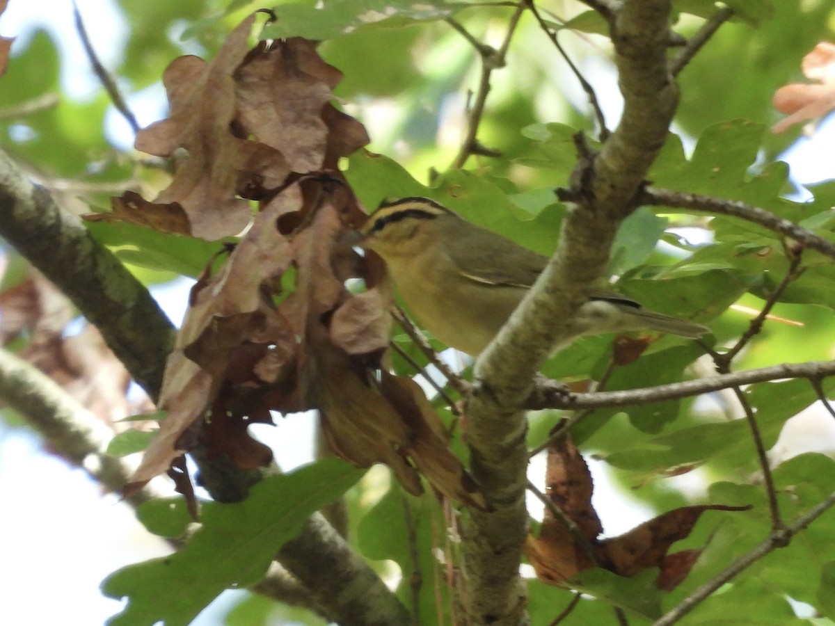 Worm-eating Warbler - ML643005235