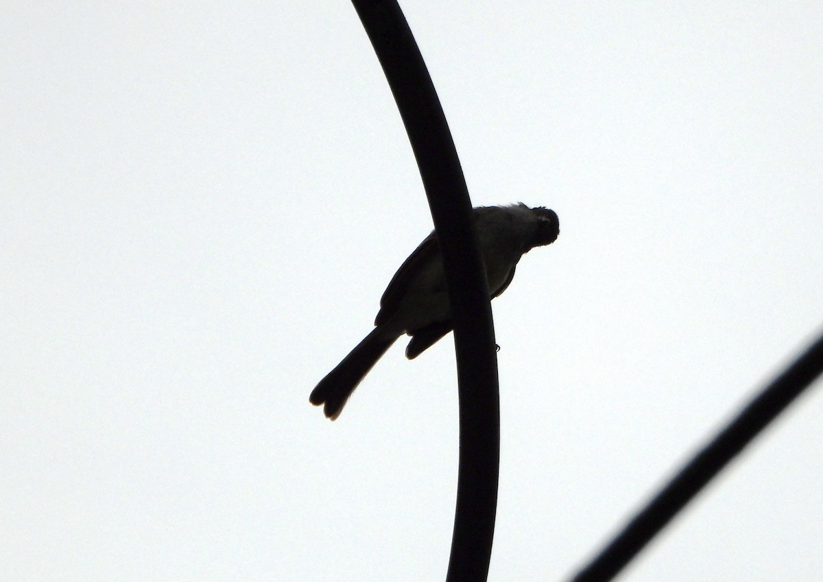 Pale-edged Flycatcher - ML643005240