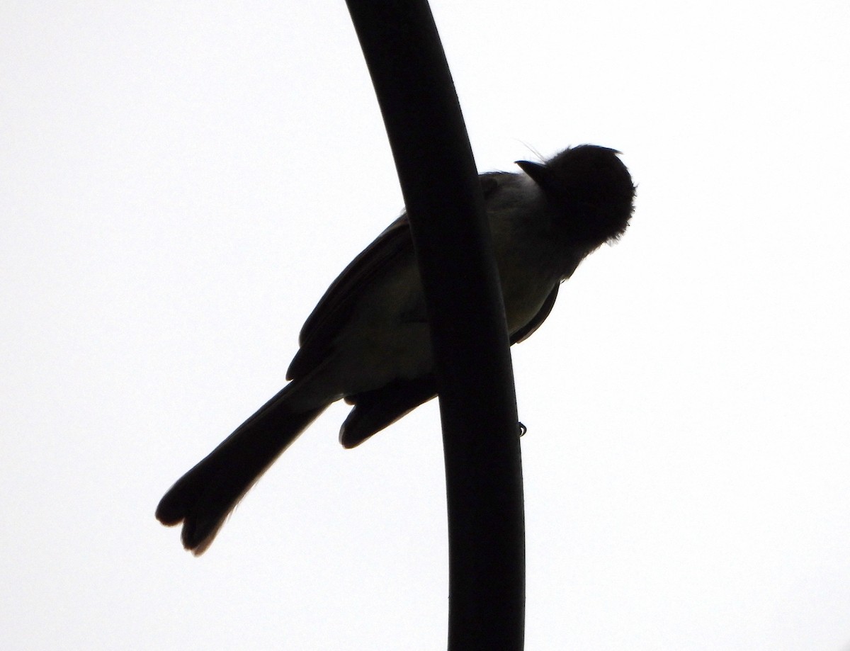 Pale-edged Flycatcher - ML643005241