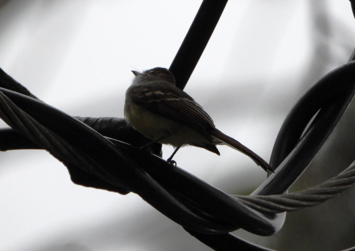 Pale-edged Flycatcher - ML643005242