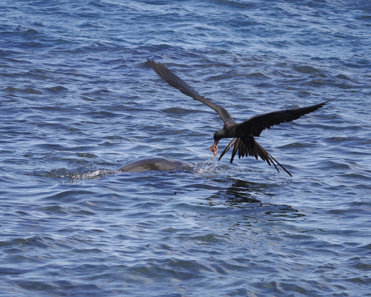 Magnificent Frigatebird - ML643005252