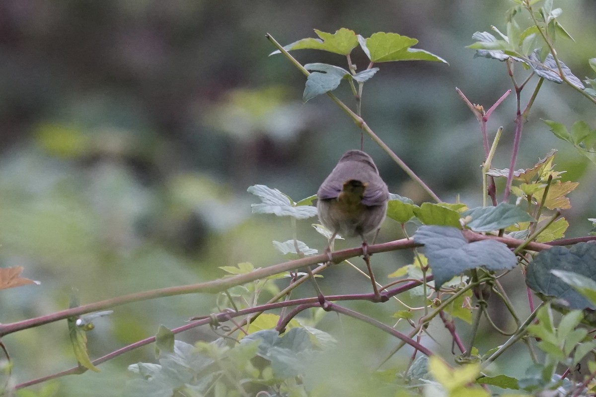 Common Yellowthroat - ML643005269