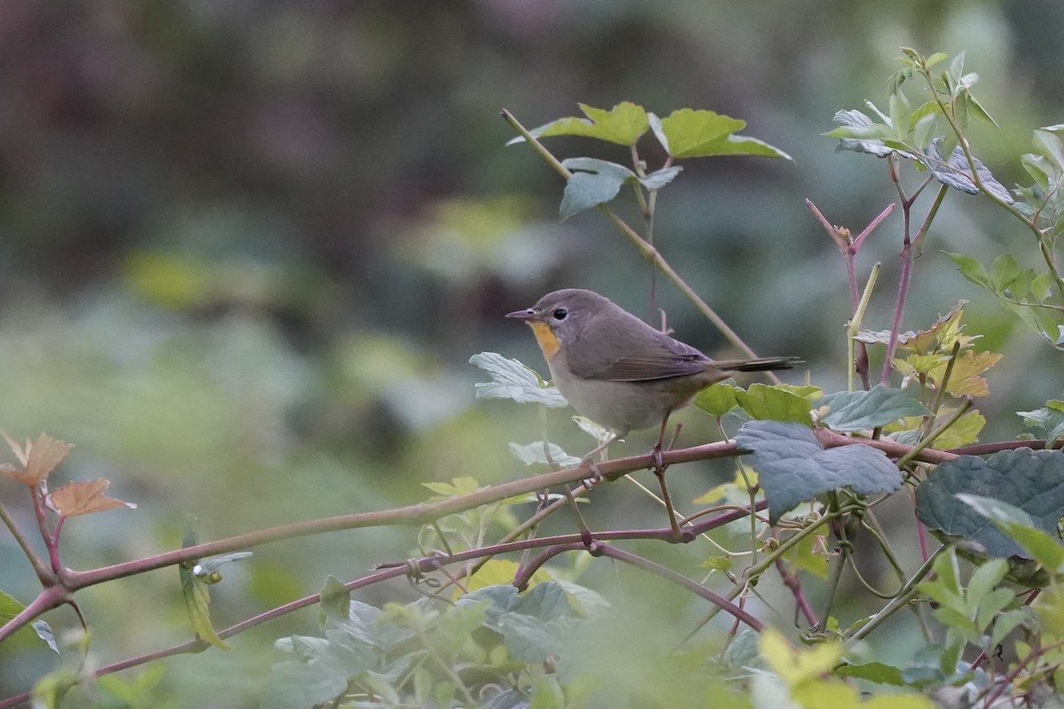 Common Yellowthroat - ML643005270