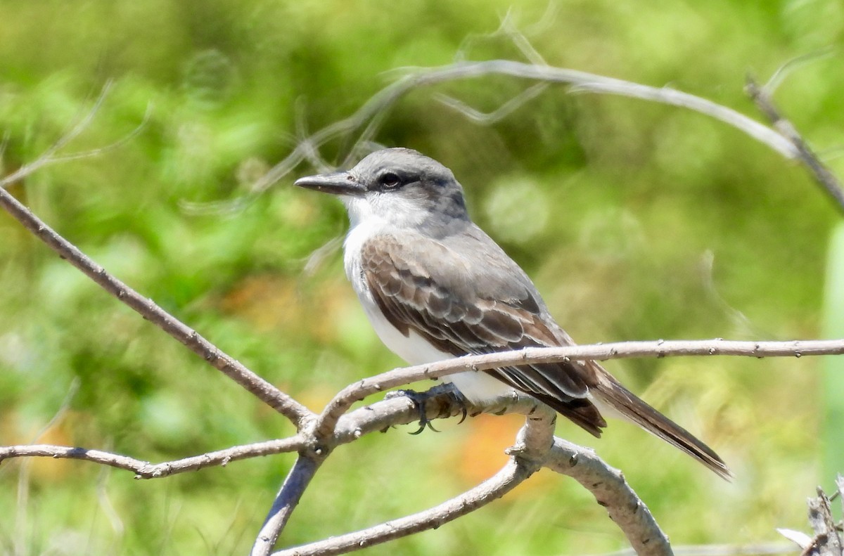 Gray Kingbird - ML643005283