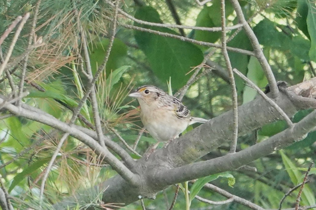 Grasshopper Sparrow - ML643005292
