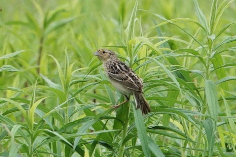 Grasshopper Sparrow - ML643005293