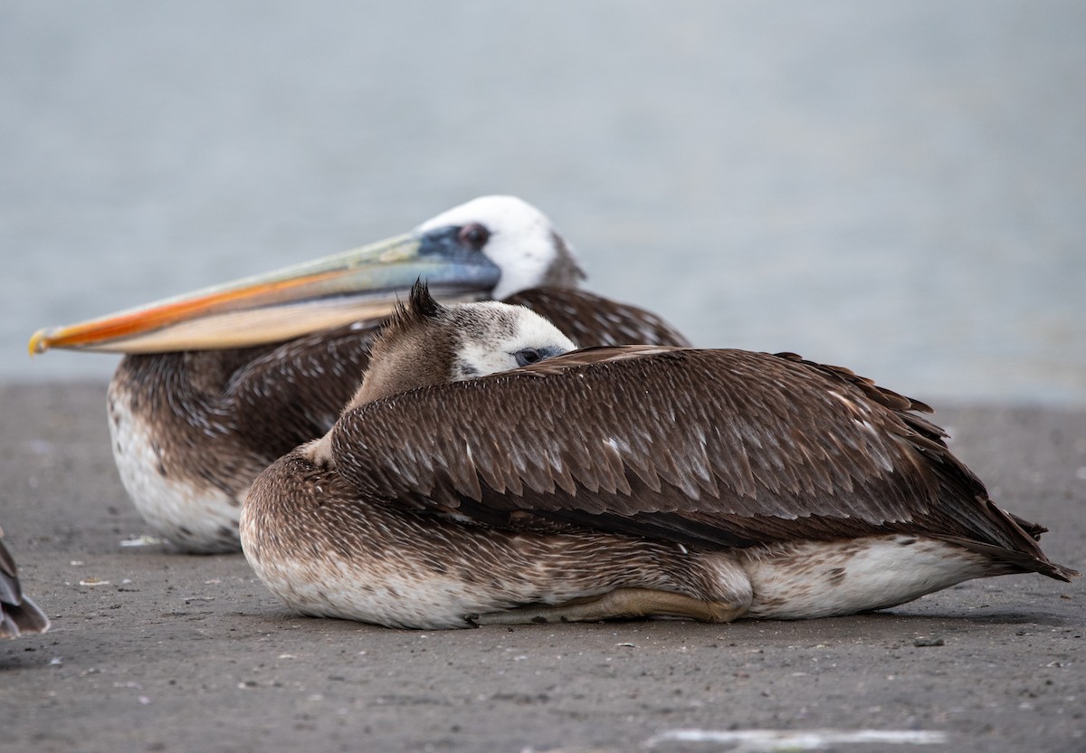 Peruvian Pelican - ML643005297