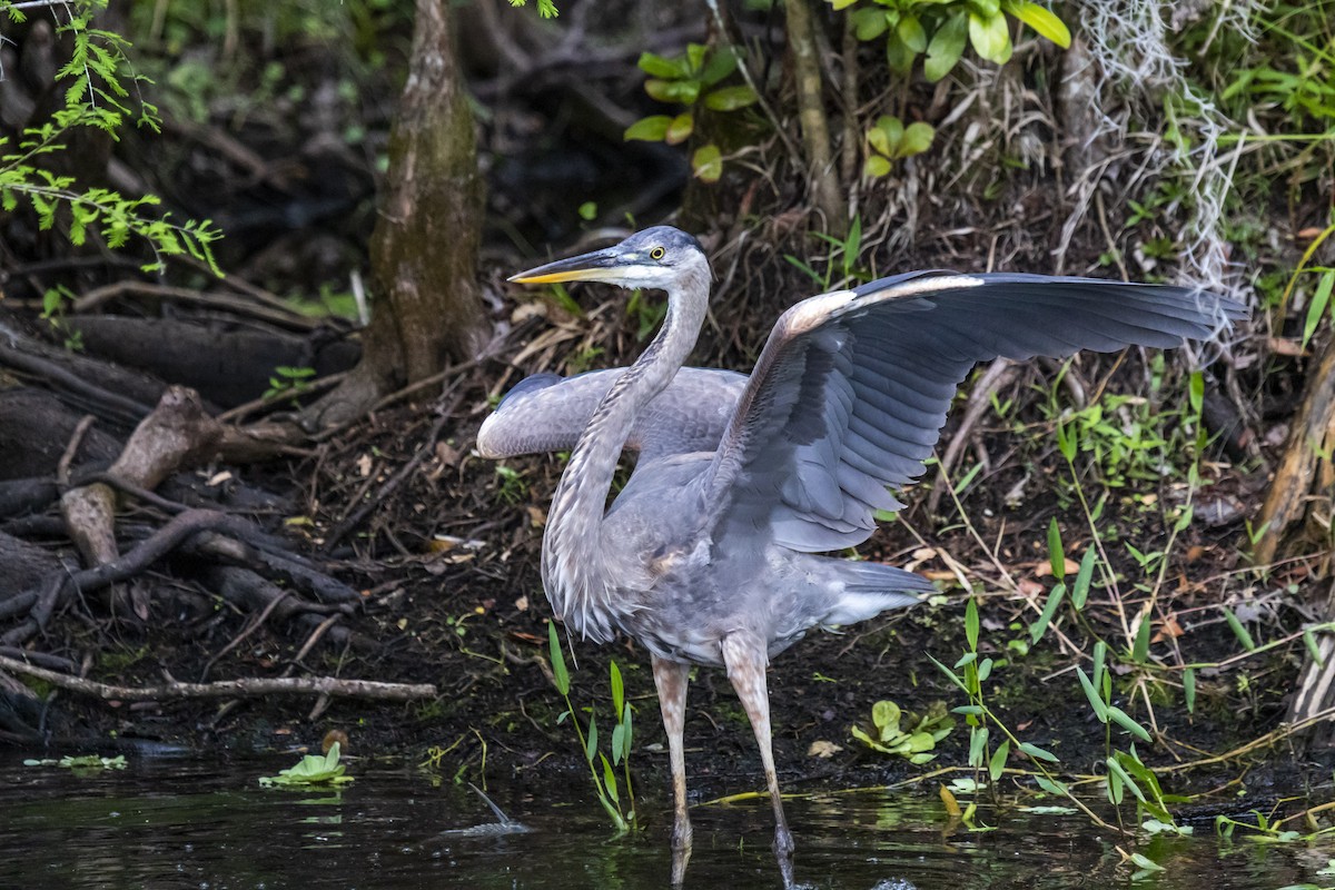 Great Blue Heron - ML643005303