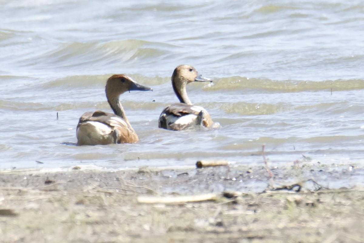 Dendrocygne fauve - ML643005305