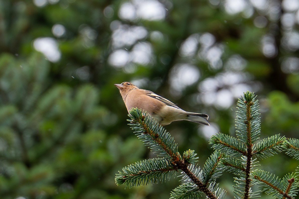 Common Chaffinch - ML643005306