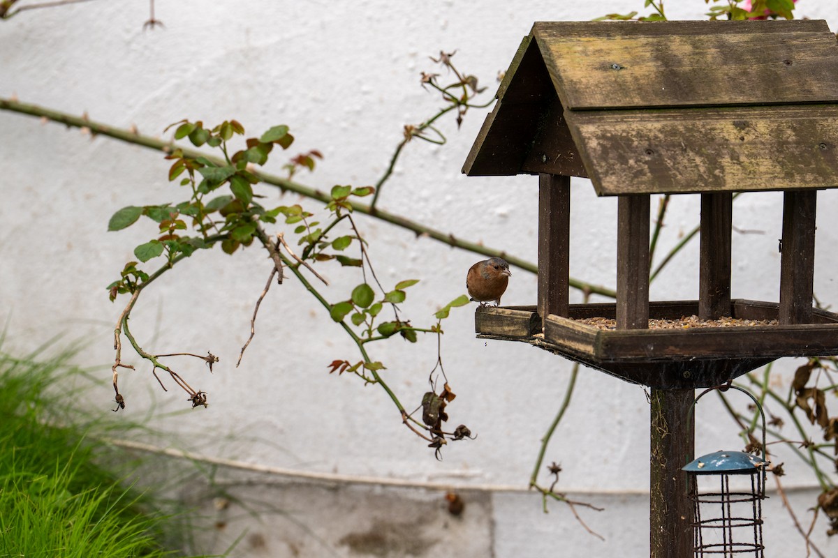 Common Chaffinch - ML643005307