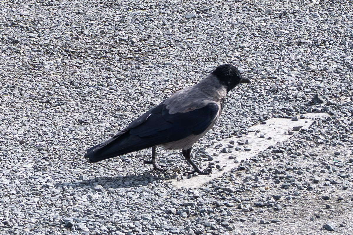 Hooded Crow - ML643005312