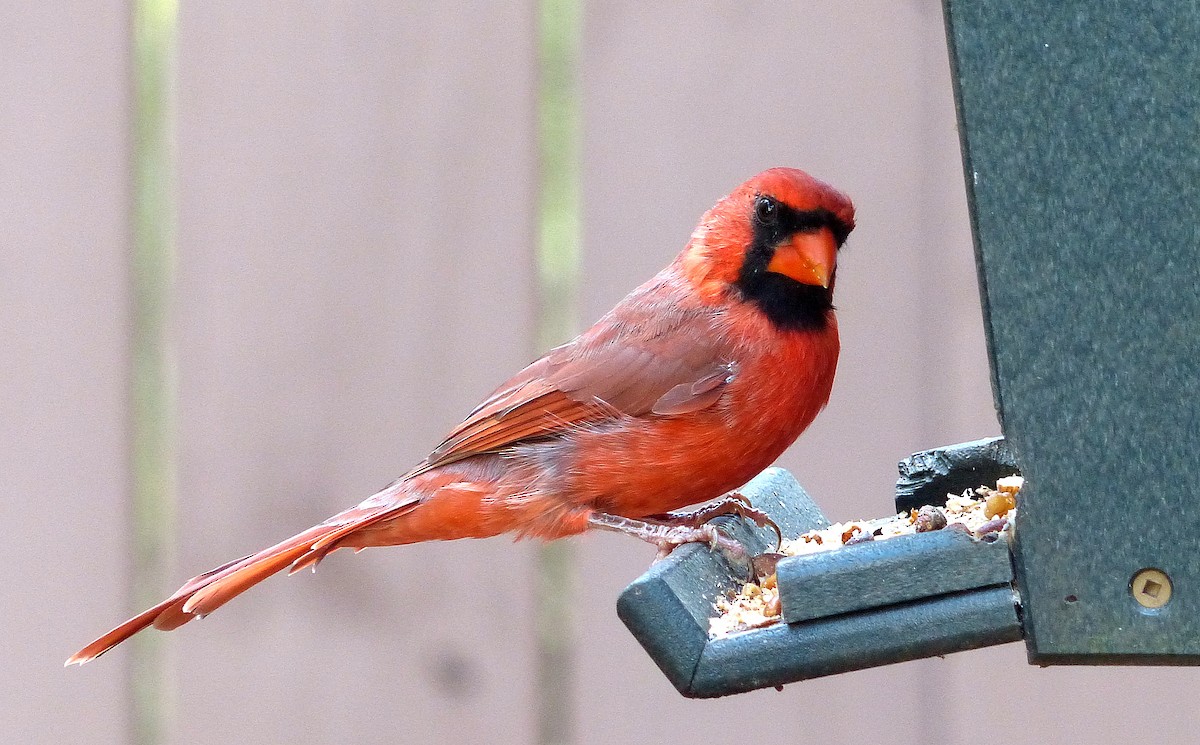 Northern Cardinal - ML643005331