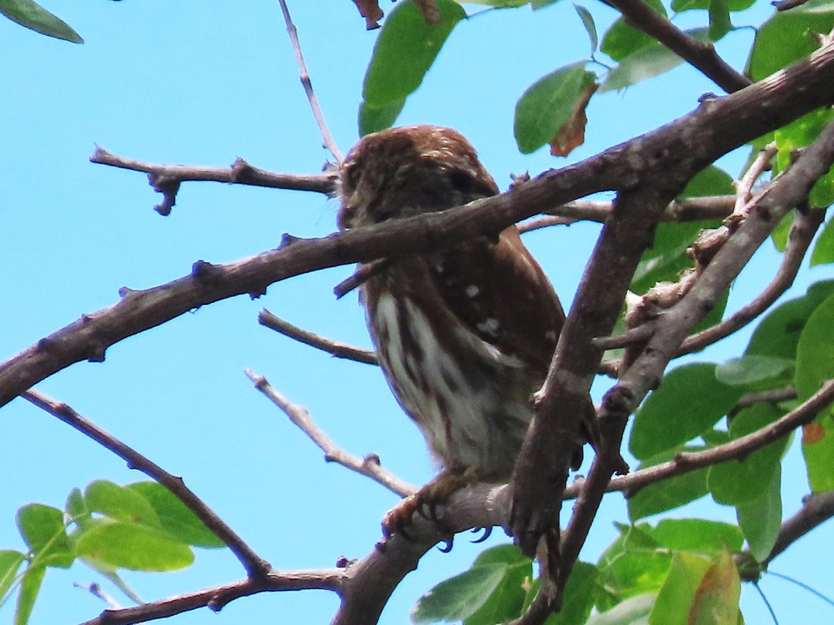 Ferruginous Pygmy-Owl - ML643005369