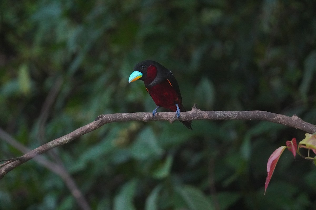 Black-and-red Broadbill - ML643005379