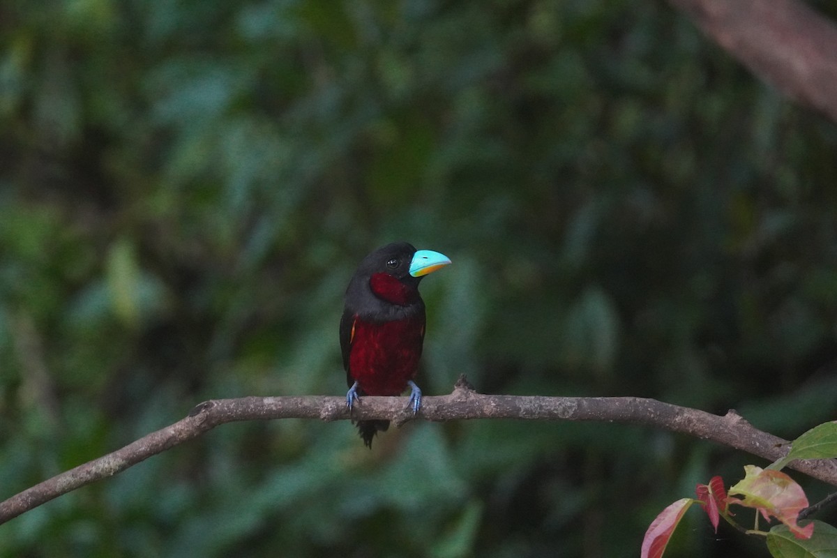 Black-and-red Broadbill - ML643005380