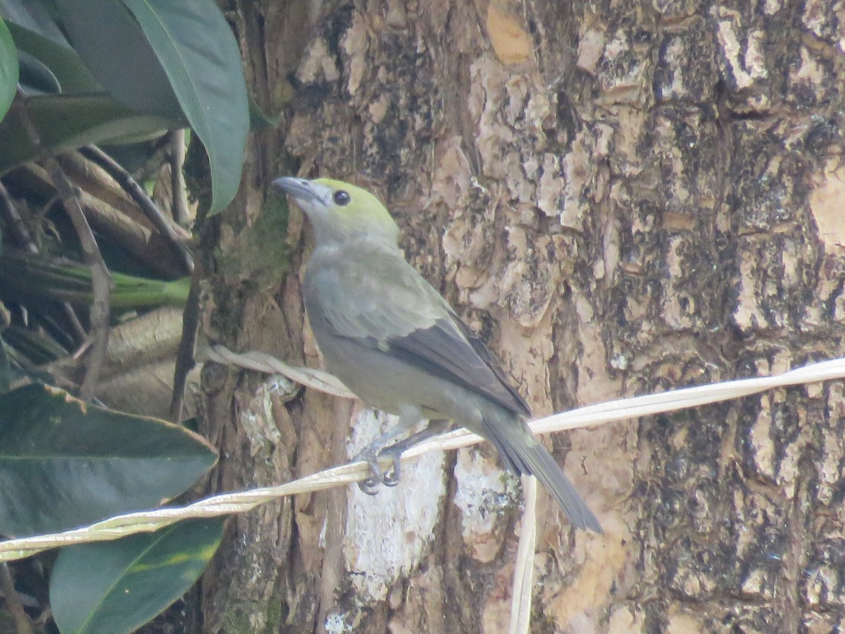 Palm Tanager - ML643005402