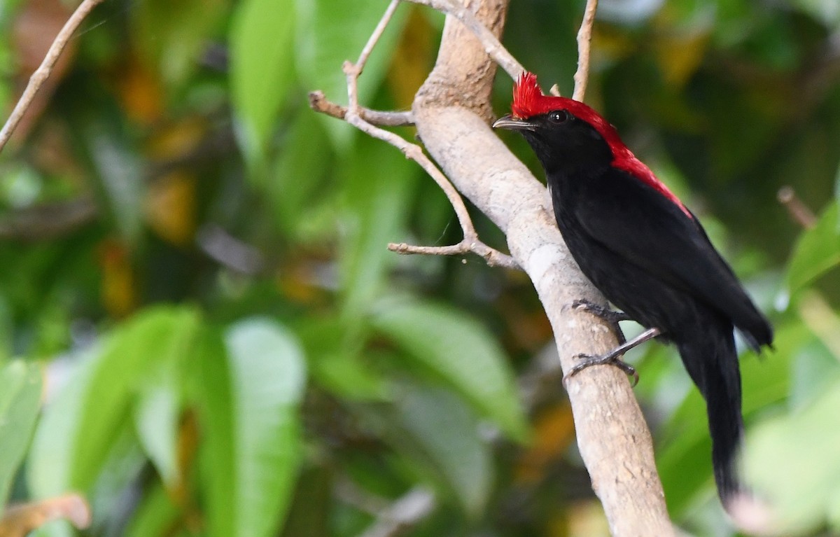 Helmeted Manakin - ML643005406