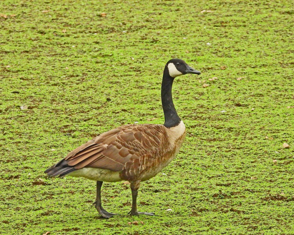 Canada Goose - ML643005432
