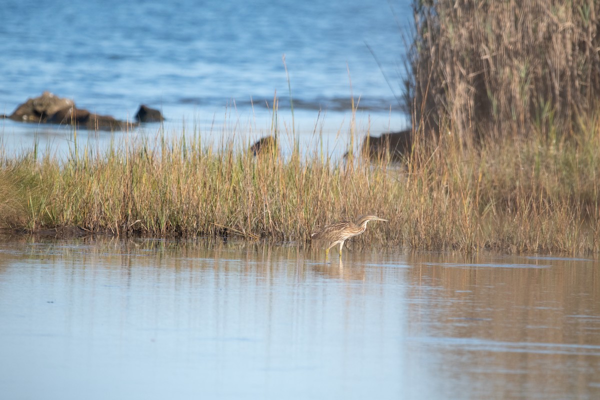 American Bittern - ML643005437