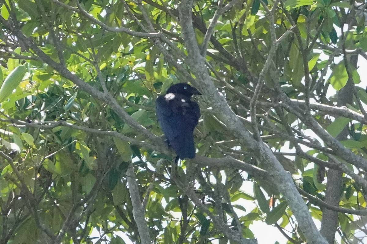 Torresian Crow - ML643005441