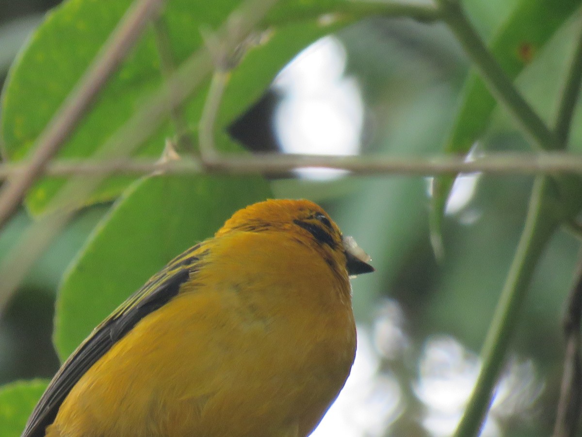Golden Tanager - ML643005443