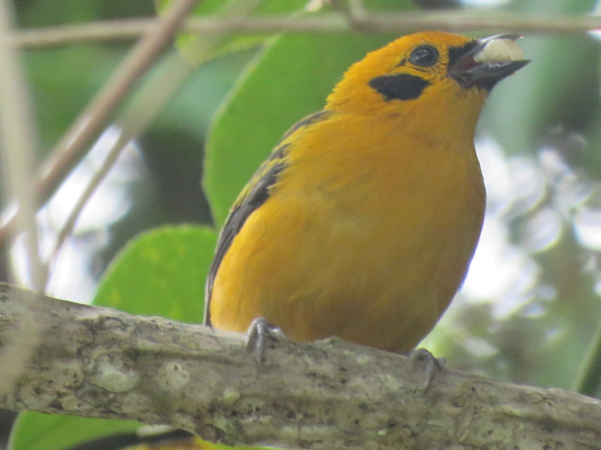 Golden Tanager - ML643005444