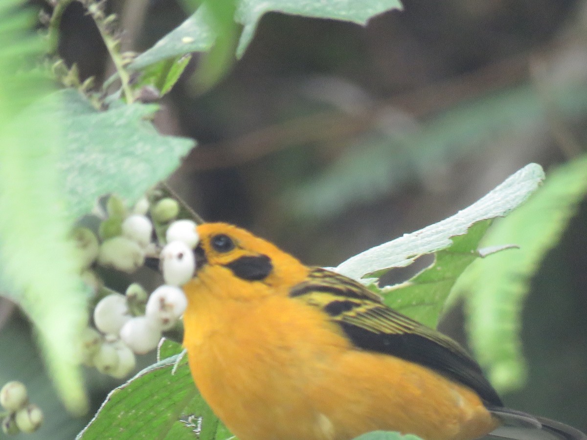 Golden Tanager - ML643005445