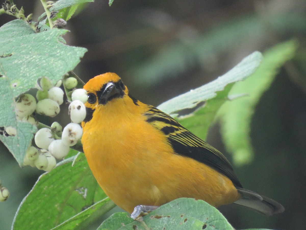 Golden Tanager - ML643005446