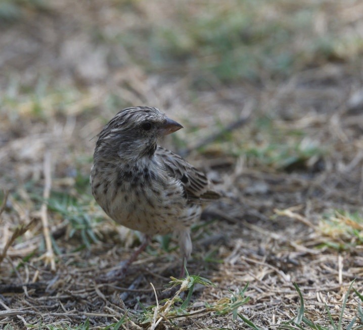 Black-throated Canary - ML643005498