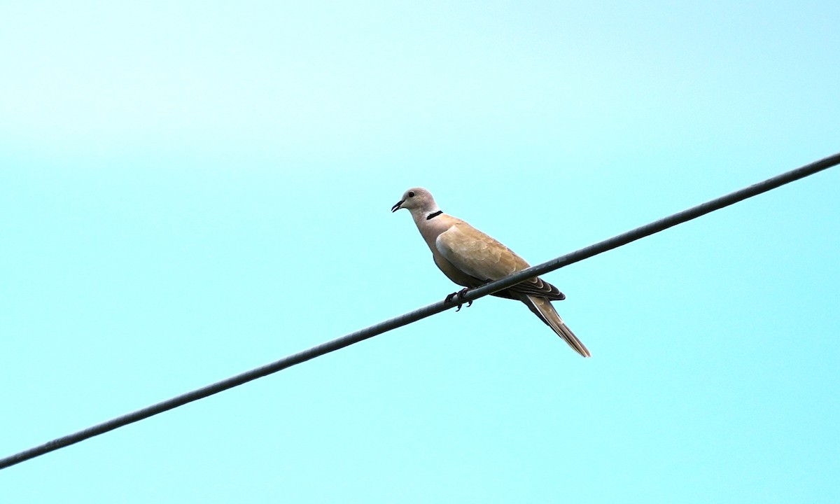 Eurasian Collared-Dove - ML643005501