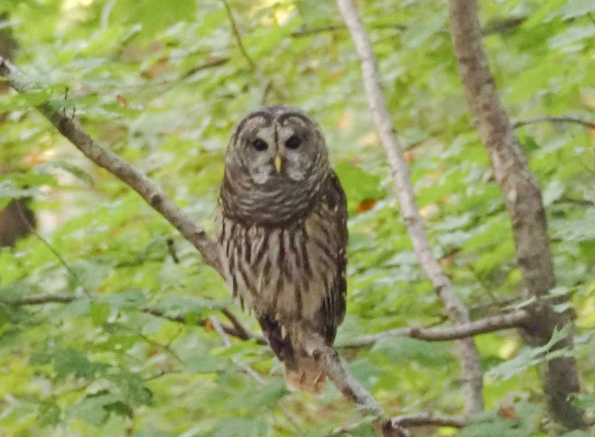 Barred Owl - ML643005506