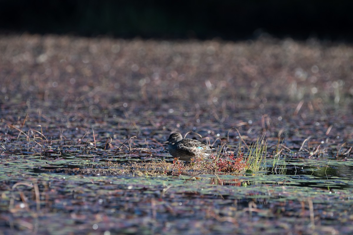 Green-winged Teal - ML643005508