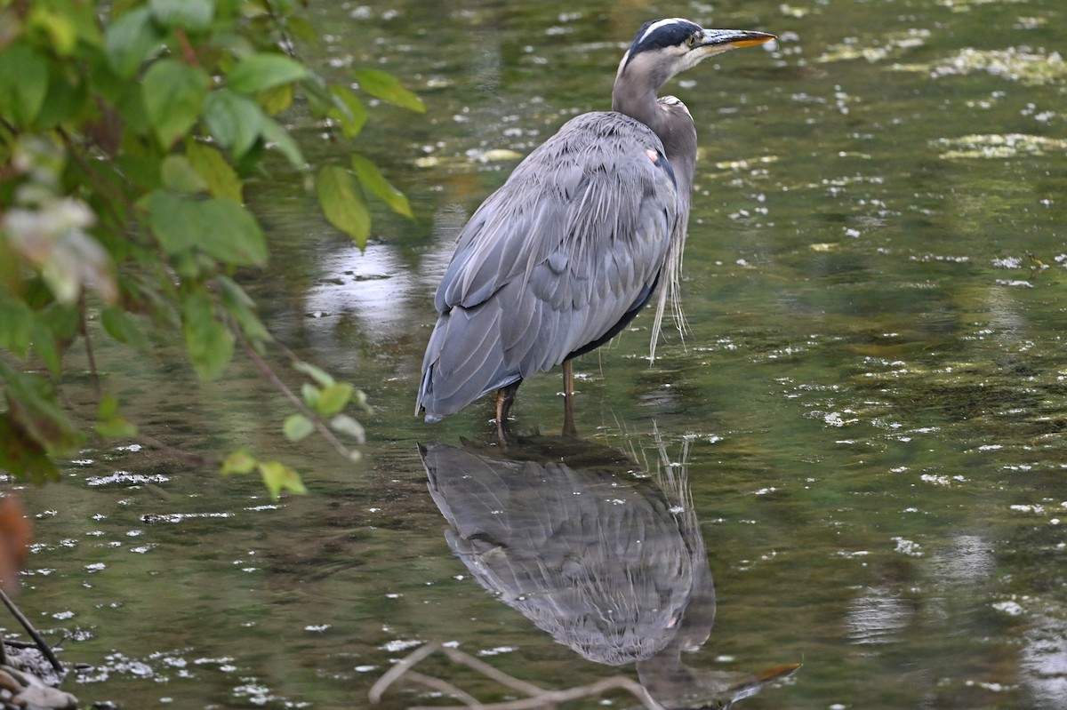 Great Blue Heron - ML643005513