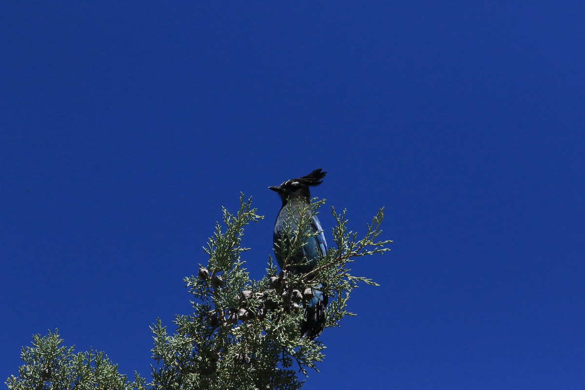 Steller's Jay (Southwest Interior) - ML643005514